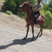 نریان و مادیان یورقه|اسب و تجهیزات اسب‌سواری|میانه, |دیوار