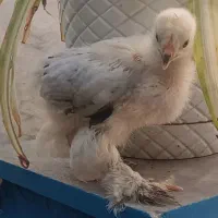 جوجه برهما