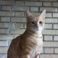 واگذاری رایگان گربه نر