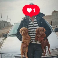 وارداتی ازاسپانیا|سگ|ایواوغلی, |دیوار