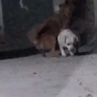 سگ گمشده