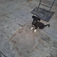 سگ پاکوتاه بازیگوش|سگ|اهر, |دیوار