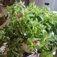 گل ناز نازی|گل و گیاه طبیعی|تبریز, |دیوار