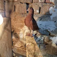 یک جفت جوجه کفتر مخلفه بوم ندیده پرشی|پرنده|کاشان, فاز ۲ ناجی آباد|دیوار