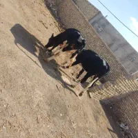 گوساله یا تلیسه ماده سمینتال