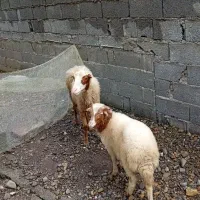 گوسفند با بره نر