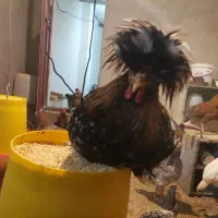 جوجه سلطان و جوجه محلی|حیوانات مزرعه|یزد, |دیوار