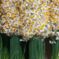 گل نرگس.|گل و گیاه طبیعی|خان ببین, |دیوار