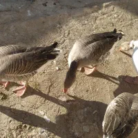 غاز مرغ ابی