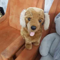 عروسک خرسی حدودا یک متری وعروسک سگ قهوه ای رنگ|اسباببازی بچه|تهران, حکیمیه|دیوار