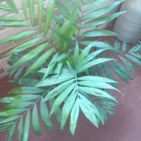 فروش تعدادی گل های زیبا آپارتمانی و مقاوم|گل و گیاه طبیعی|لاهیجان, مهرگان|دیوار