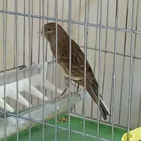 قناری ماده