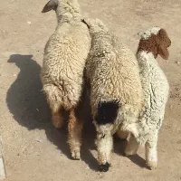 اهواز