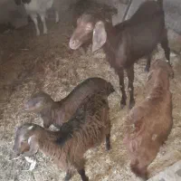 بزمری ماده ۲عددباکره نروماده