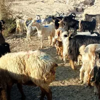 کهره بز وتیشتر