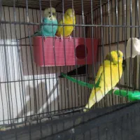 مرغ عشق انگلسی جفتی 400|پرنده|تربت جام, یحیی آباد|دیوار