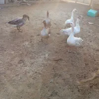 قاز|حیوانات مزرعه|گنبد کاووس, |دیوار