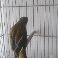 قناری دهن زن