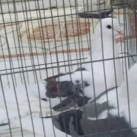 فروش یک جفت کبوتر دوکت|پرنده|پارسیان, |دیوار