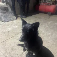 اشپیتز|سگ|تبریز, |دیوار