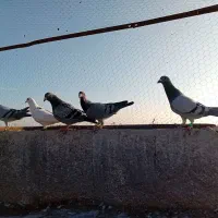 یازده جنگنده ،گناباد