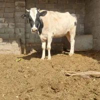 گاوشیری آبستن|حیوانات مزرعه|زابل, |دیوار