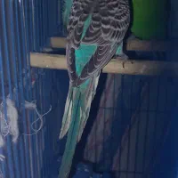 مرغ عشق|پرنده|امیدیه, |دیوار