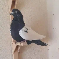 کفتر|پرنده|شیراز, مسلم|دیوار