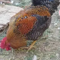 نیم چه کاکلی مطابق عکس|حیوانات مزرعه|گلپایگان, |دیوار