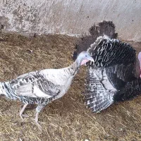 بوقلمون‌‌‌تخم گذار‌‌‌‌‌غاز‌‌تخم‌گذار