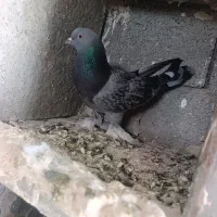 تعدادی کبوتر ترکیه وسفید