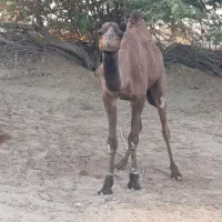 حیوان خانگی