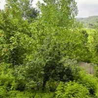 فروش ویلا بامحوطه ۲۵۰۰مترمربع. مدارک نسق|فروش خانه و ویلا|احمدسرگوراب, |دیوار