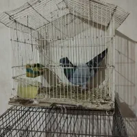 کبوتر|پرنده|اردبیل, |دیوار