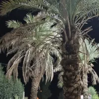 فروش-زمین-کشاورزی