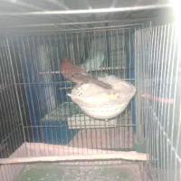 قناری مولد به شرط|پرنده|هشتگرد, شهرک راه آهن|دیوار