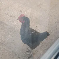 خروس محلی|حیوانات مزرعه|رباط‌کریم, شترخوار|دیوار