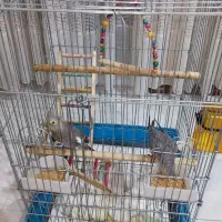 یک جفت عروس هلندی سلامت باقفس|پرنده|فردیس, قریشی|دیوار