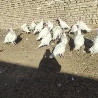 بقلمون گوشتی