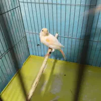 موزایکی بخون دو دانگ سه دانگ