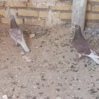 کبوترنرگرفتنی