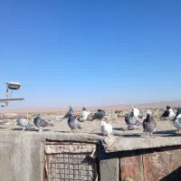 ۳۳ عدد پرشی|پرنده|عطاملک, |دیوار