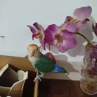 کوتوله برزیلی|پرنده|قم, نخودی|دیوار