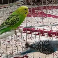 دو عدد مرغ عشق|پرنده|سنندج, |دیوار