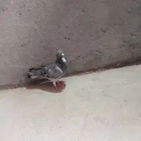 ماده پولکی|پرنده|تربتحیدریه, بازار|دیوار