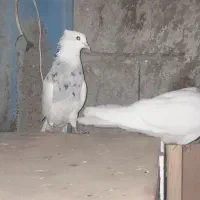 جفت توقی|پرنده|شوش, |دیوار