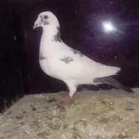 کفتر پلنگ قلدر