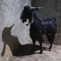 کهره نر|حیوانات مزرعه|لار, |دیوار