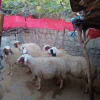 6میش آبستن و جوان