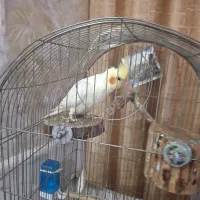 لوتینو با جوجه معاوضه با گرینچیک